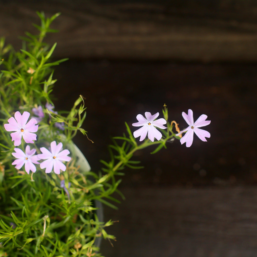 Phlox subulata 'Emerald Blue' ~ Emerald Blue Creeping Phlox-ServeScape