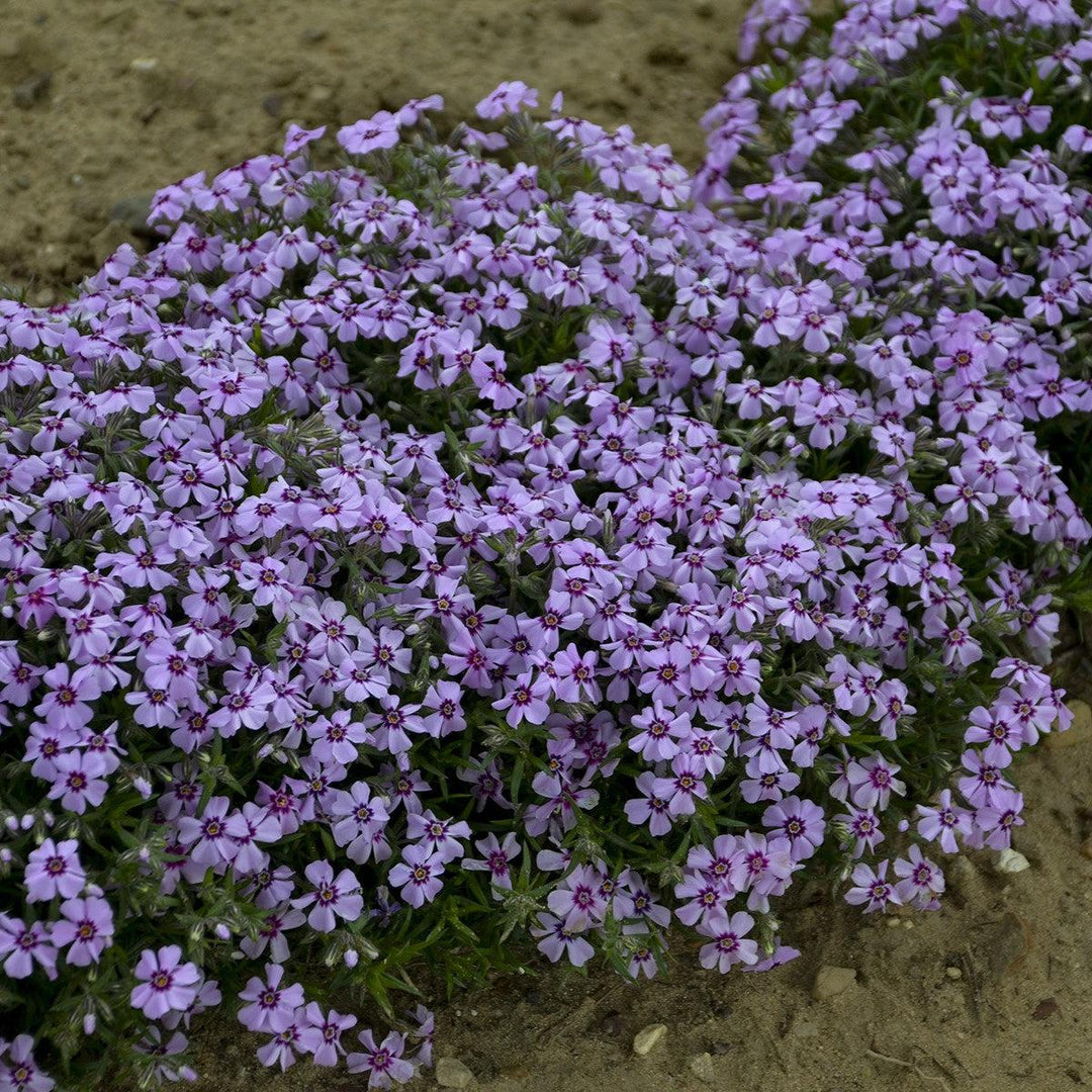 Phlox subulata 'Eye Candy' ~ Eye Candy Creeping Phlox-ServeScape