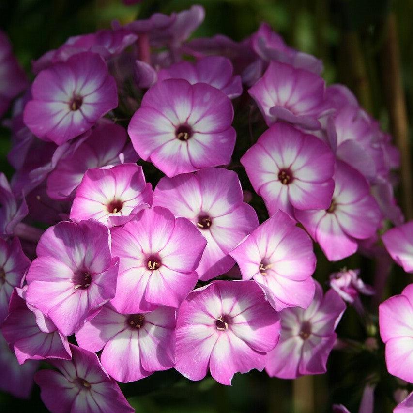 Phlox paniculata 'Barthirtythree' ~ Flame™ Purple Eye Phlox-ServeScape