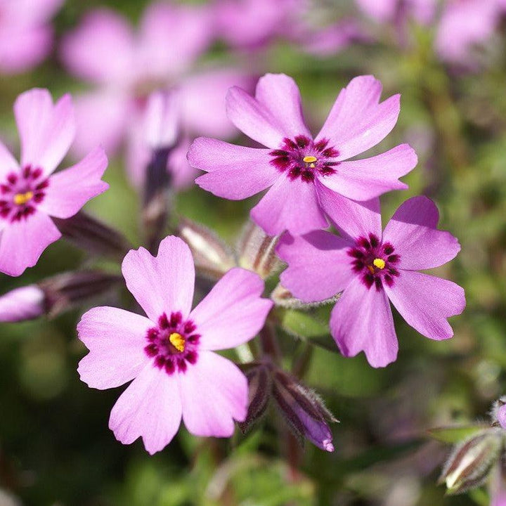 Phlox subulata 'Eye Candy' ~ Eye Candy Creeping Phlox-ServeScape