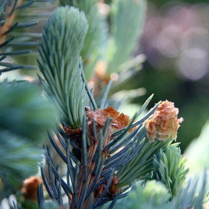 Picea pungens 'Fat Albert' ~ Fat Albert Blue Spruce-ServeScape