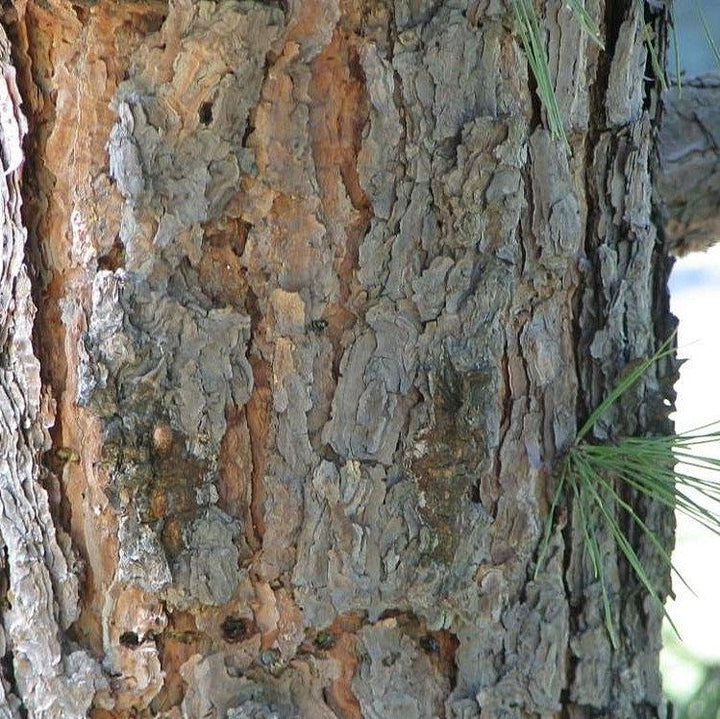 Pinus echinata ~ Shortleaf Pine-ServeScape