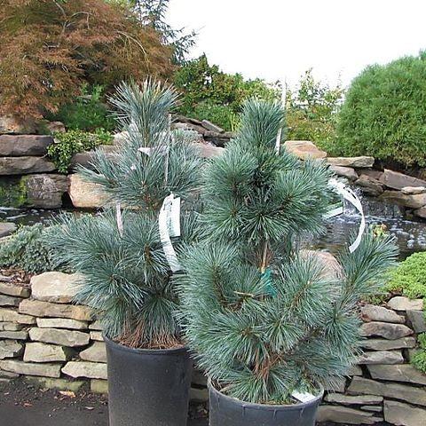 Pinus flexilis 'Vanderwolf's Pyramid' ~ Vanderwolf Pine-ServeScape