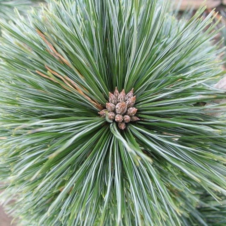 Pinus flexilis 'Vanderwolf's Pyramid' ~ Vanderwolf Pine-ServeScape