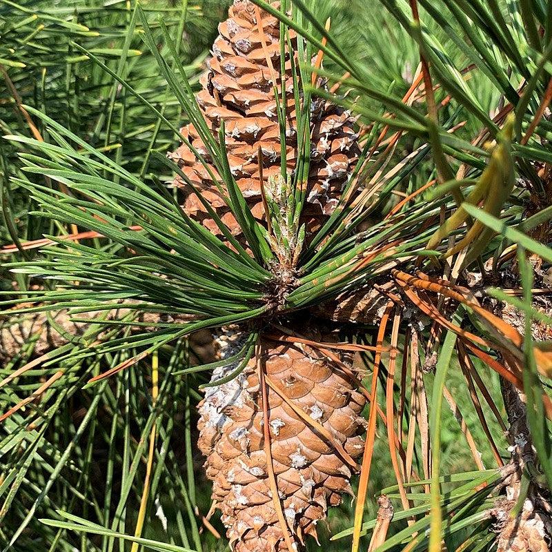 Pinus pungens ~ Table Mountain Pine-ServeScape