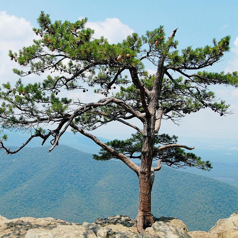 Pinus pungens ~ Table Mountain Pine-ServeScape