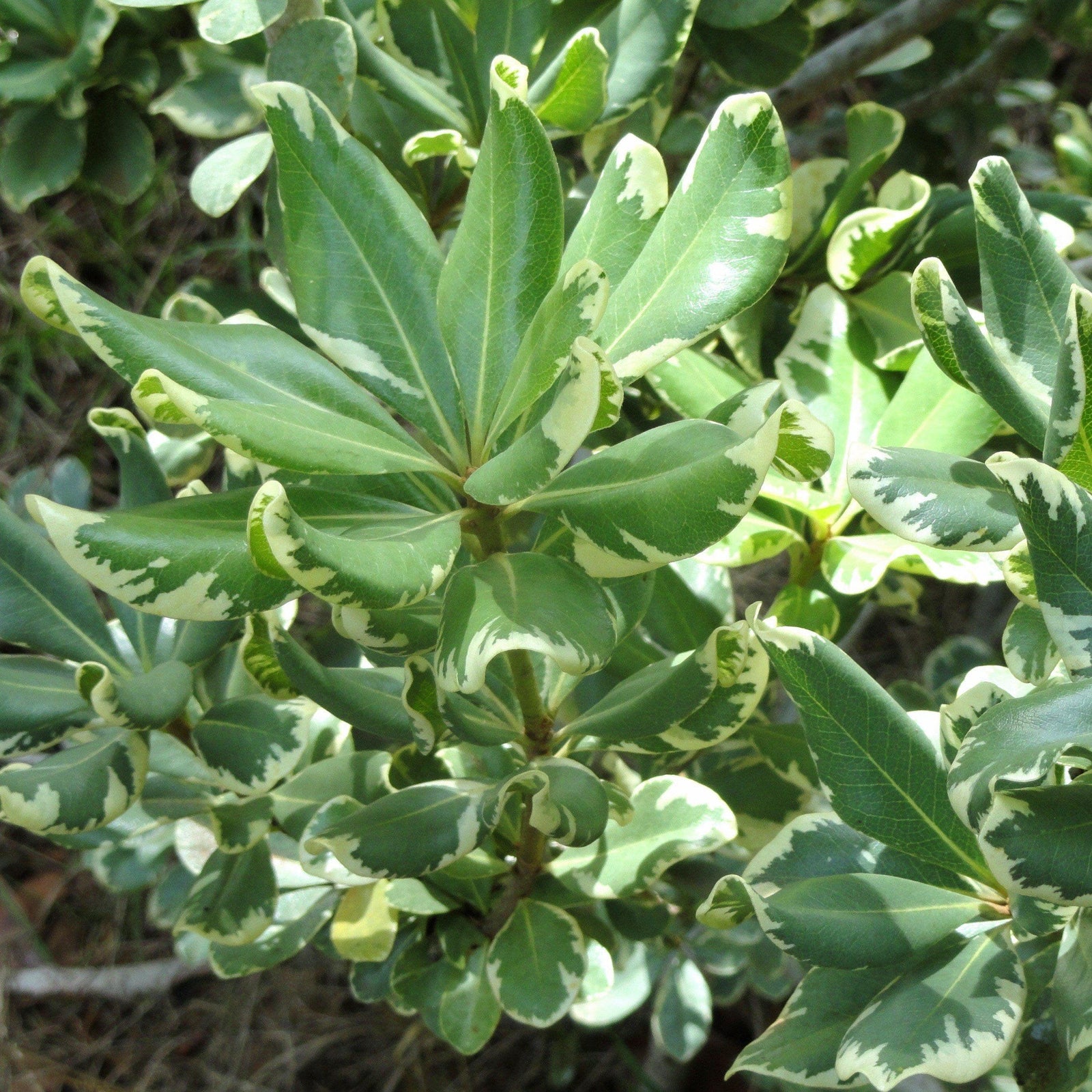 Pittosporum tobira 'CNI Three' ~ Monrovia® Mojo® Dwarf Pittosporum, Japanese Mock Orange-ServeScape