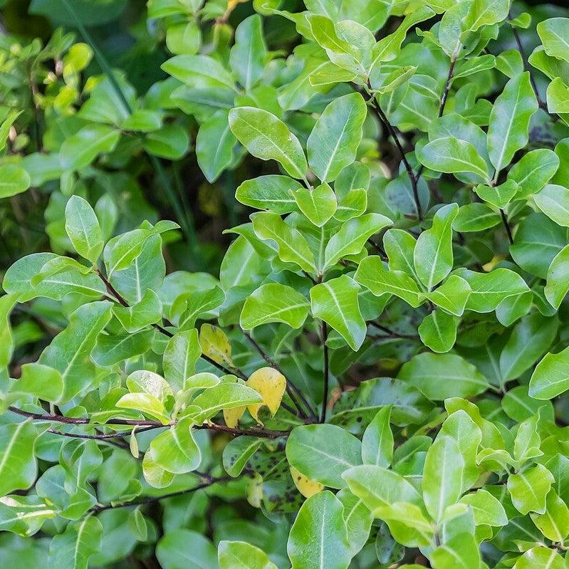 Pittosporum tenuifolium 'Compacta' ~ Compact Kohuhu-ServeScape