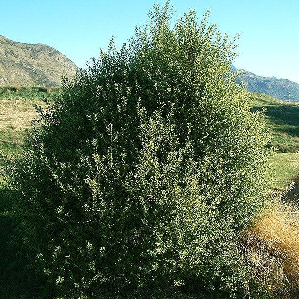 Pittosporum tenuifolium 'Compacta' ~ Compact Kohuhu-ServeScape