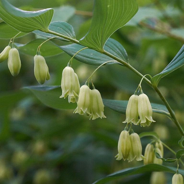 Polygonatum biflorum ~ Soloman's Seal-ServeScape
