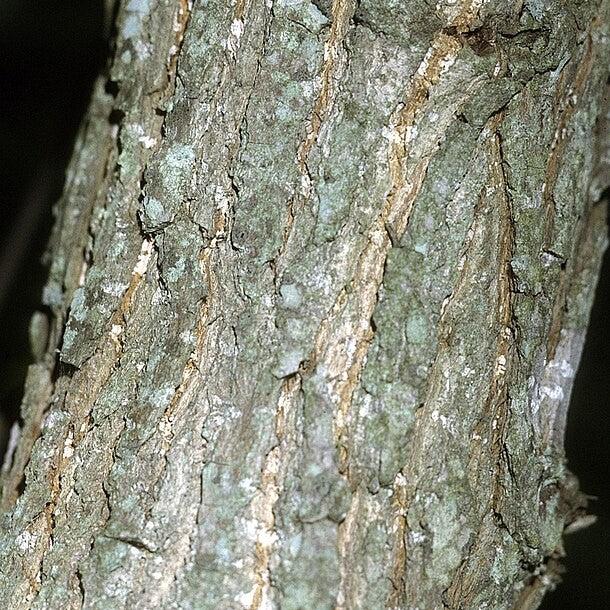 Populus heterophylla ~ Swamp Cottonwood-ServeScape