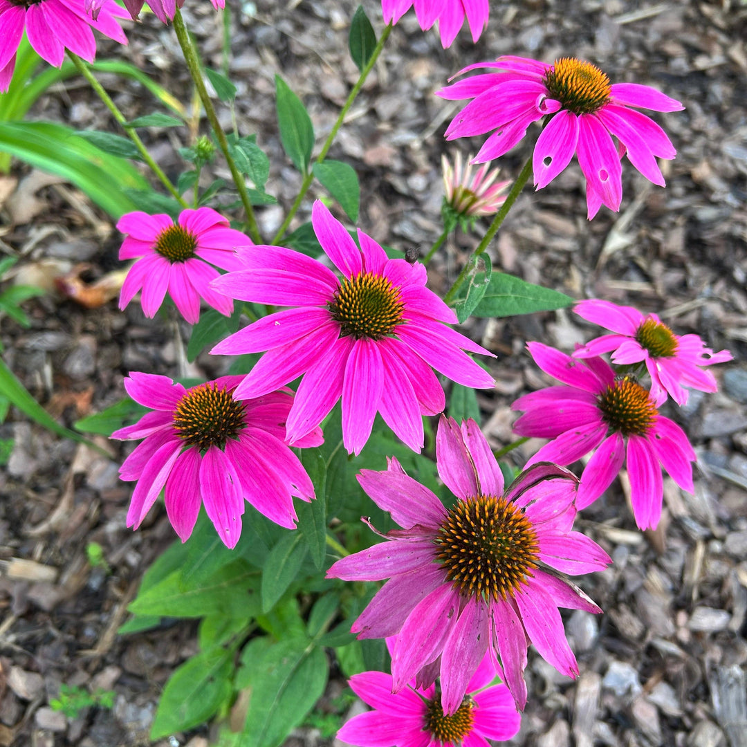 Echinacea purpurea 'PAS702917' ~ PowWow® Wild Berry Echinacea, Coneflower-ServeScape