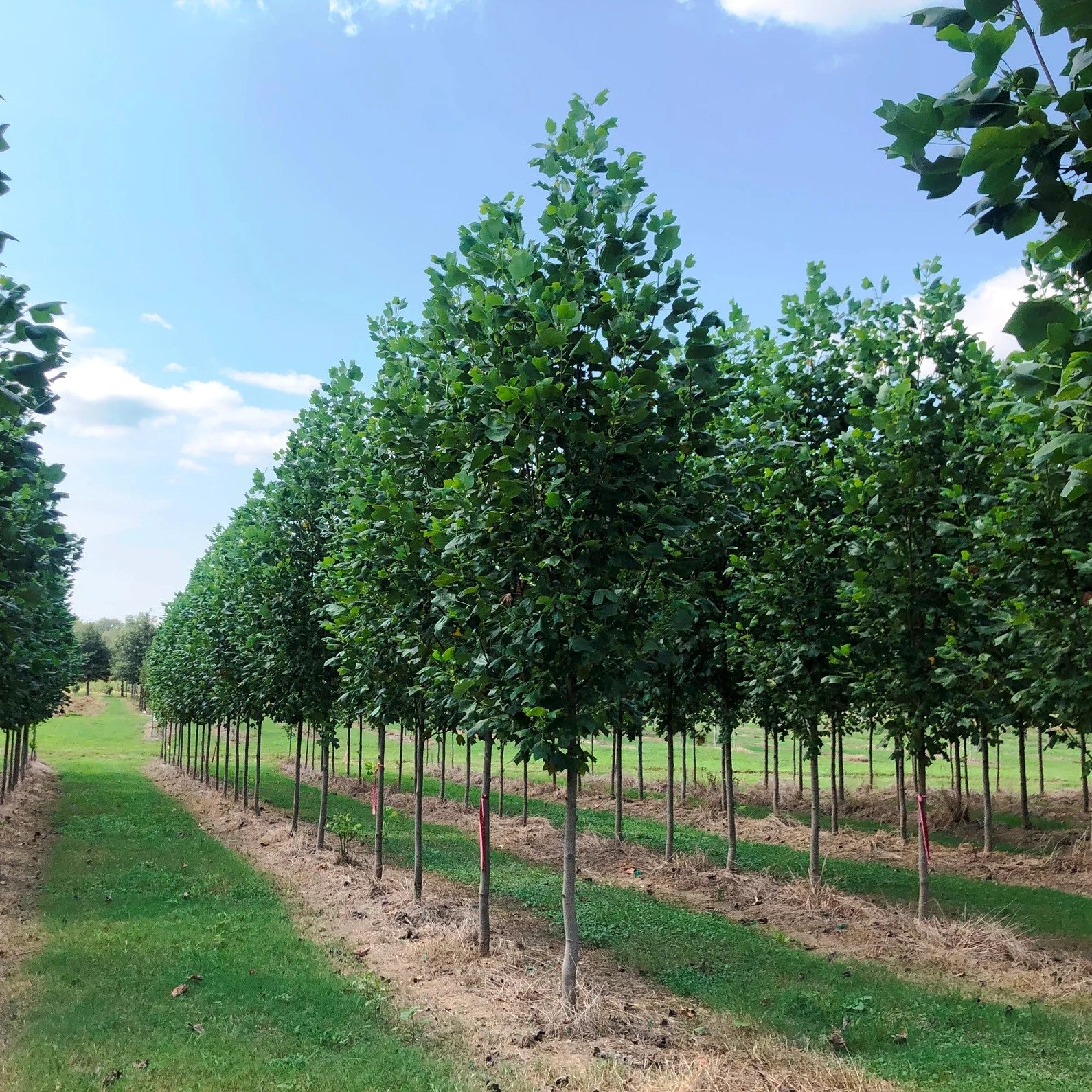 Liriodendron tulipifera ‘LTMTF’ ~ Prystal™ Tulip Poplar-ServeScape