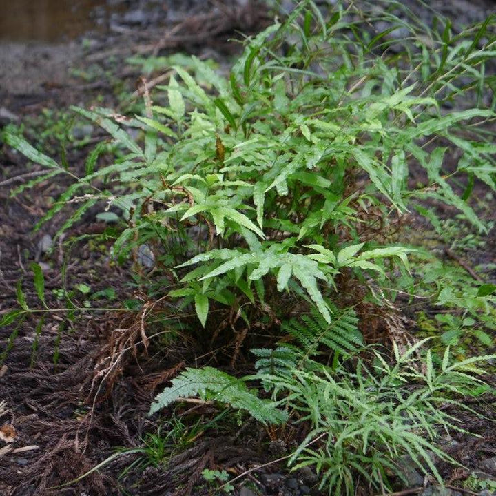 Pteris cretica 'Velociraptor’ ~ Monrovia® Jurassic™ Velociraptor Ribbon Fern-ServeScape