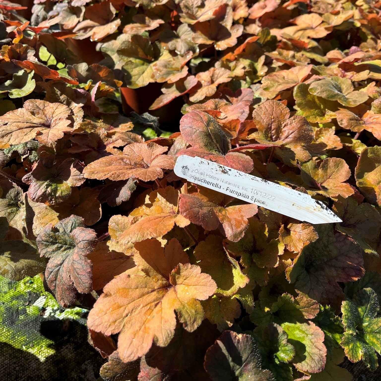 Heucherella 'Pumpkin Spice' ~ Pumpkin Spice Foamy Bells-ServeScape
