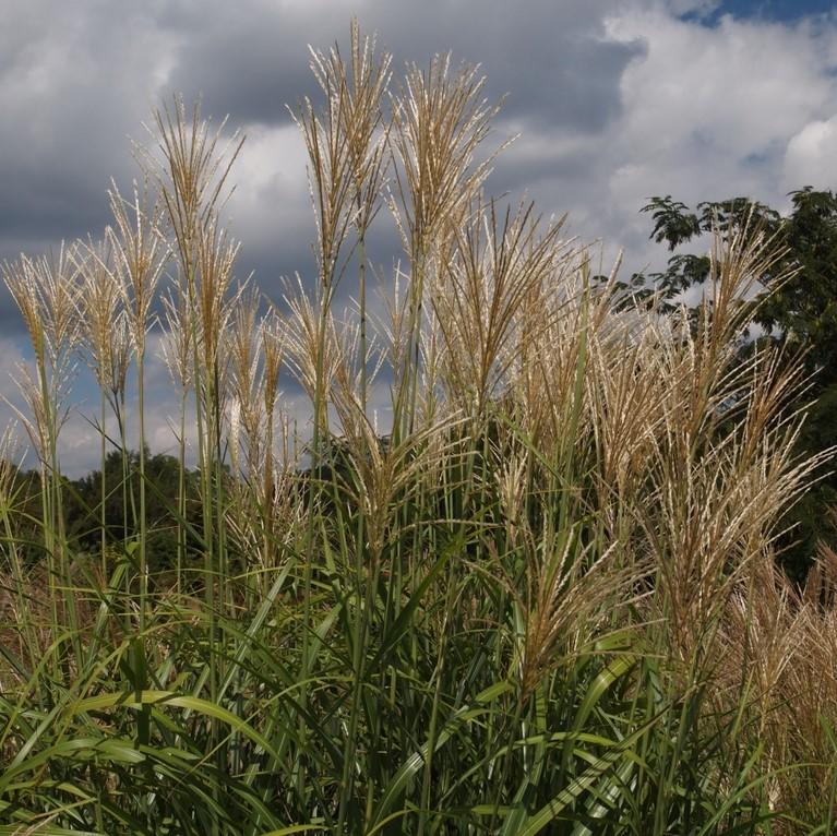 Miscanthus sinensis 'NCMS1' PP #26,387 ~ Monrovia® My Fair Maiden™ Maiden Grass-ServeScape