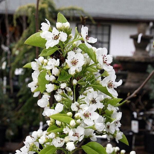 Pyrus pyrifolia 'Nijisseiki' ~ 20th Century Asian Pear-ServeScape