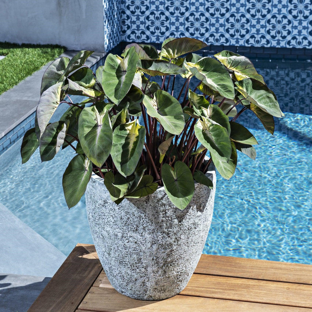Colocasia esculenta 'Tropical Storm' ~ Monrovia® Royal Hawaiian® Tropical Storm Elephant Ear-ServeScape