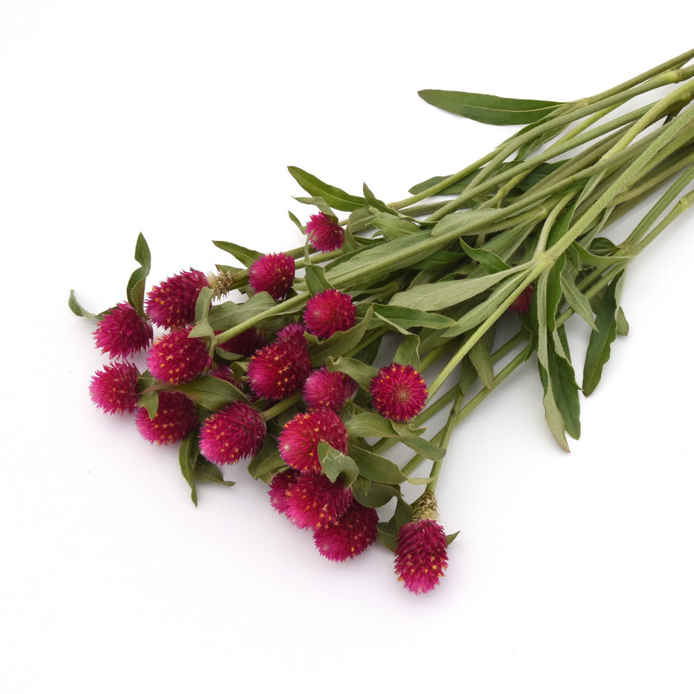 Gomphrena haageana 'Qis Carmine' ~ QIS Carmine Globe Amaranth-ServeScape