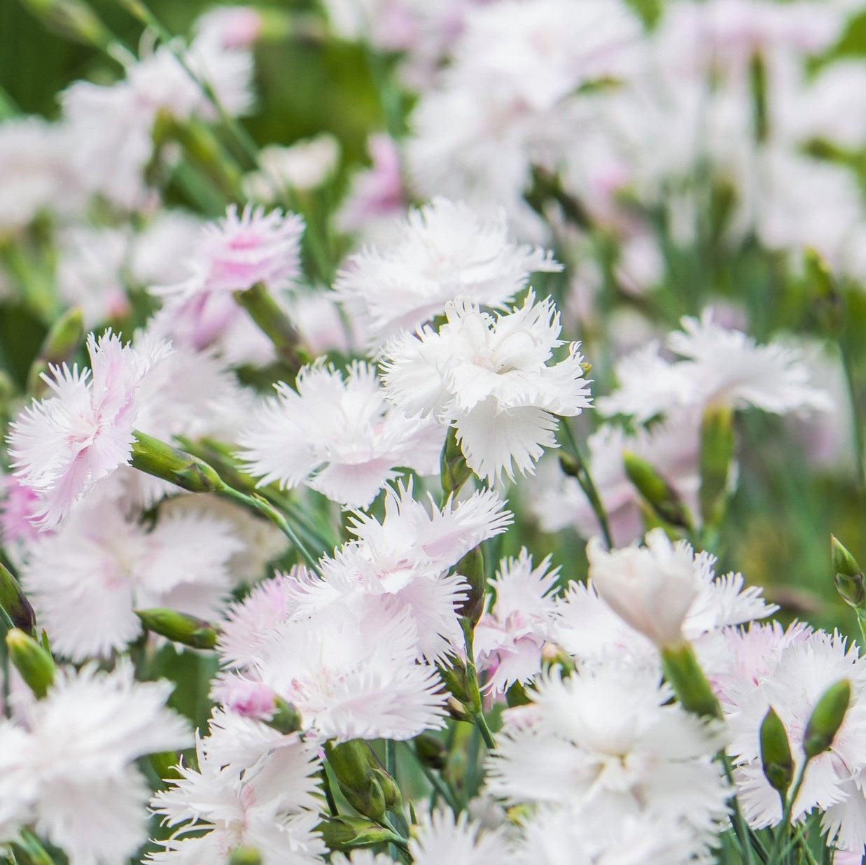 Monrovia Scent From Heaven Angel Of Purity Dianthus Dianthus Angel monrovia-scent-from-heaven-angel-of-purity-dianthus-dianthus-angel