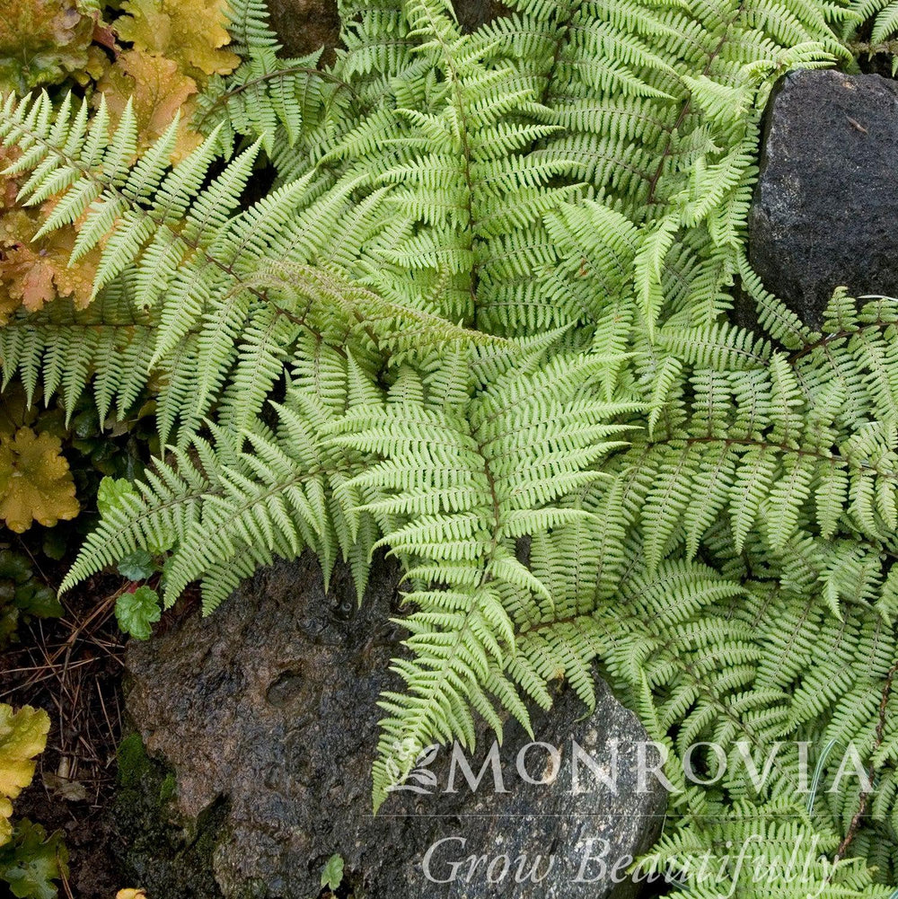 Athyrium 'Ghost' ~ Monrovia® Ghost Fern-ServeScape