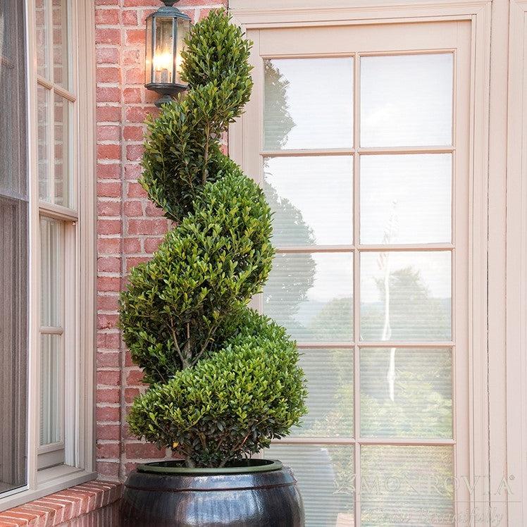 Ilex x 'RutHol1' PP #23,905 ~ Monrovia® Emerald Colonnade® Holly-ServeScape