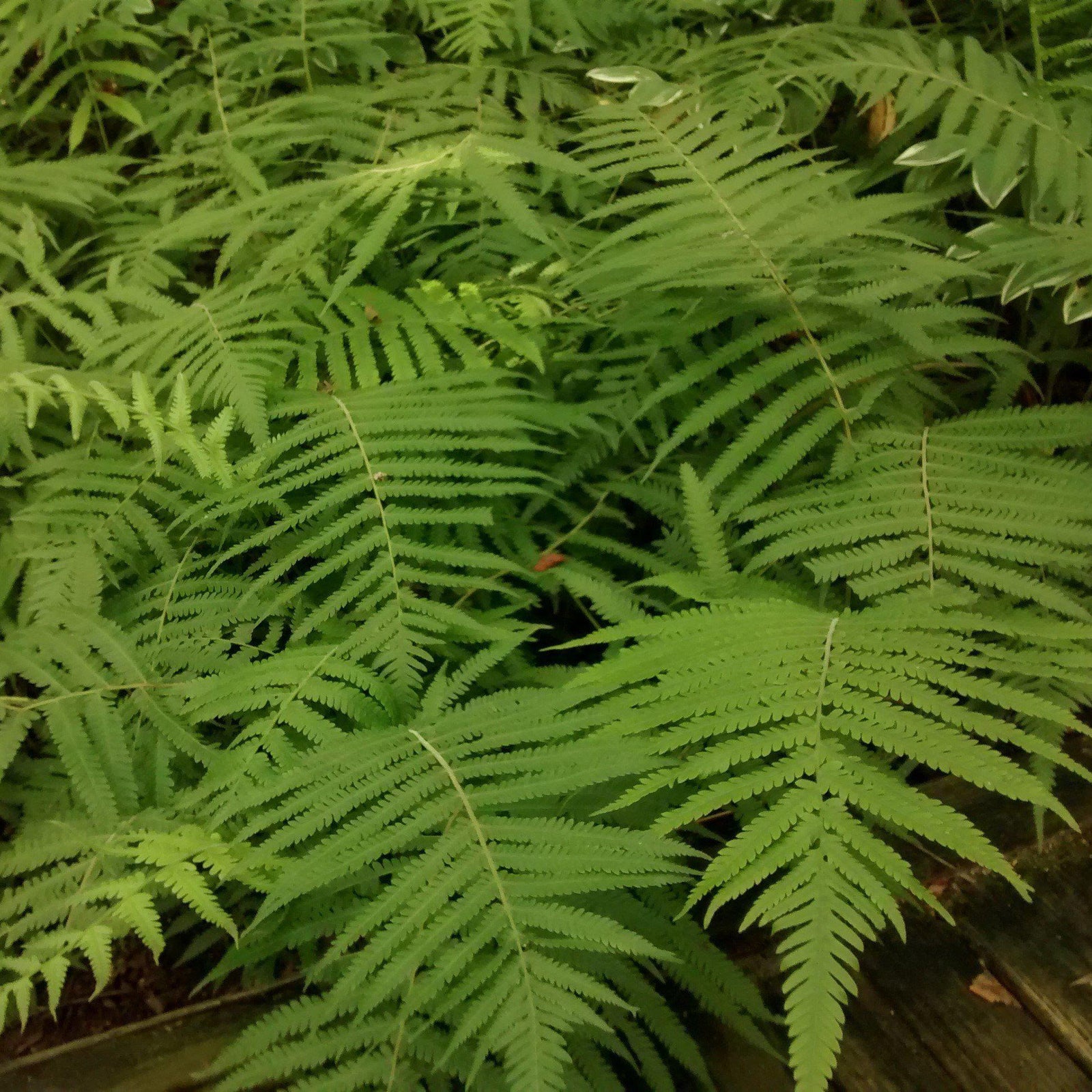 Thelypteris Kunthii ~ Monrovia® Southern Wood Fern, Southern River Fern-ServeScape