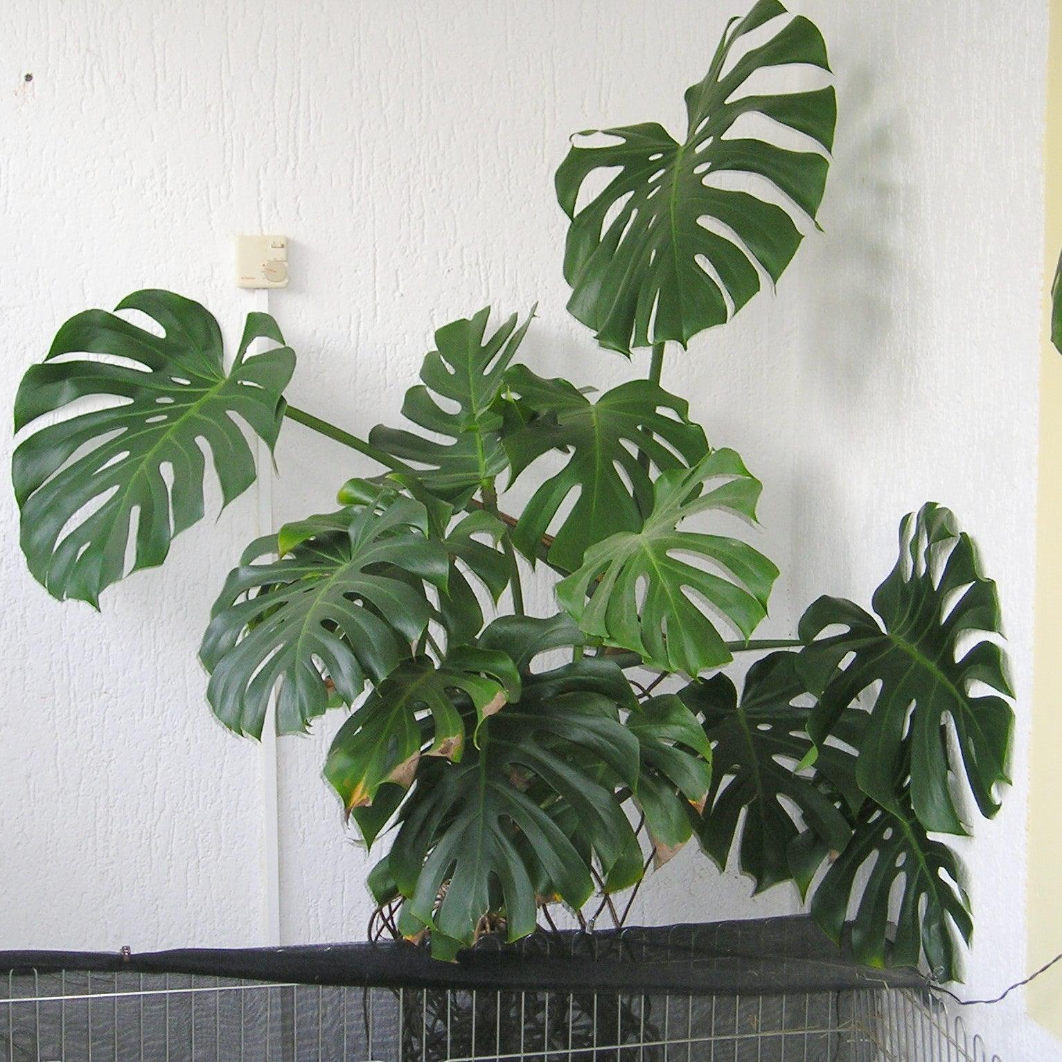 Monstera deliciosa 'Tauerii' ~ Monrovia® Dwarf Swiss-Cheese Plant-ServeScape
