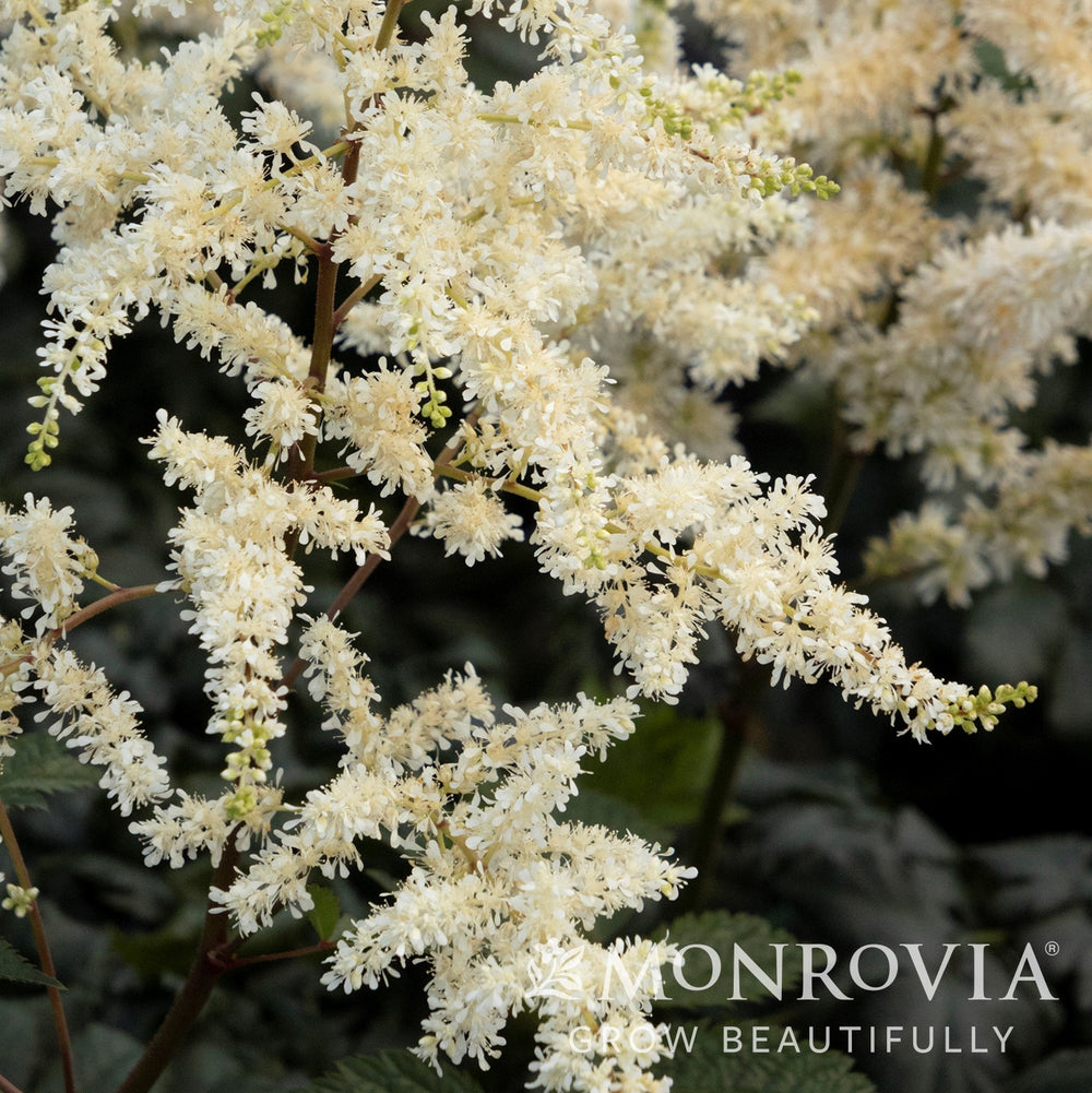 Astilbe chinensis 'Vision in White' ~ Monrovia® Vision in White Chinese Astilbe-ServeScape