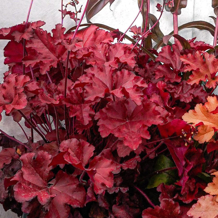 Heuchera x 'Fire Alarm' PP #24,525 ~ Monrovia® Fire Alarm Heuchera-ServeScape
