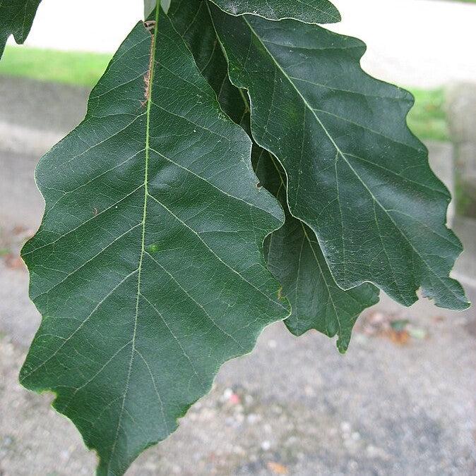 Quercus bicolor 'JFS-KW12' ~ American Dream® Oak-ServeScape