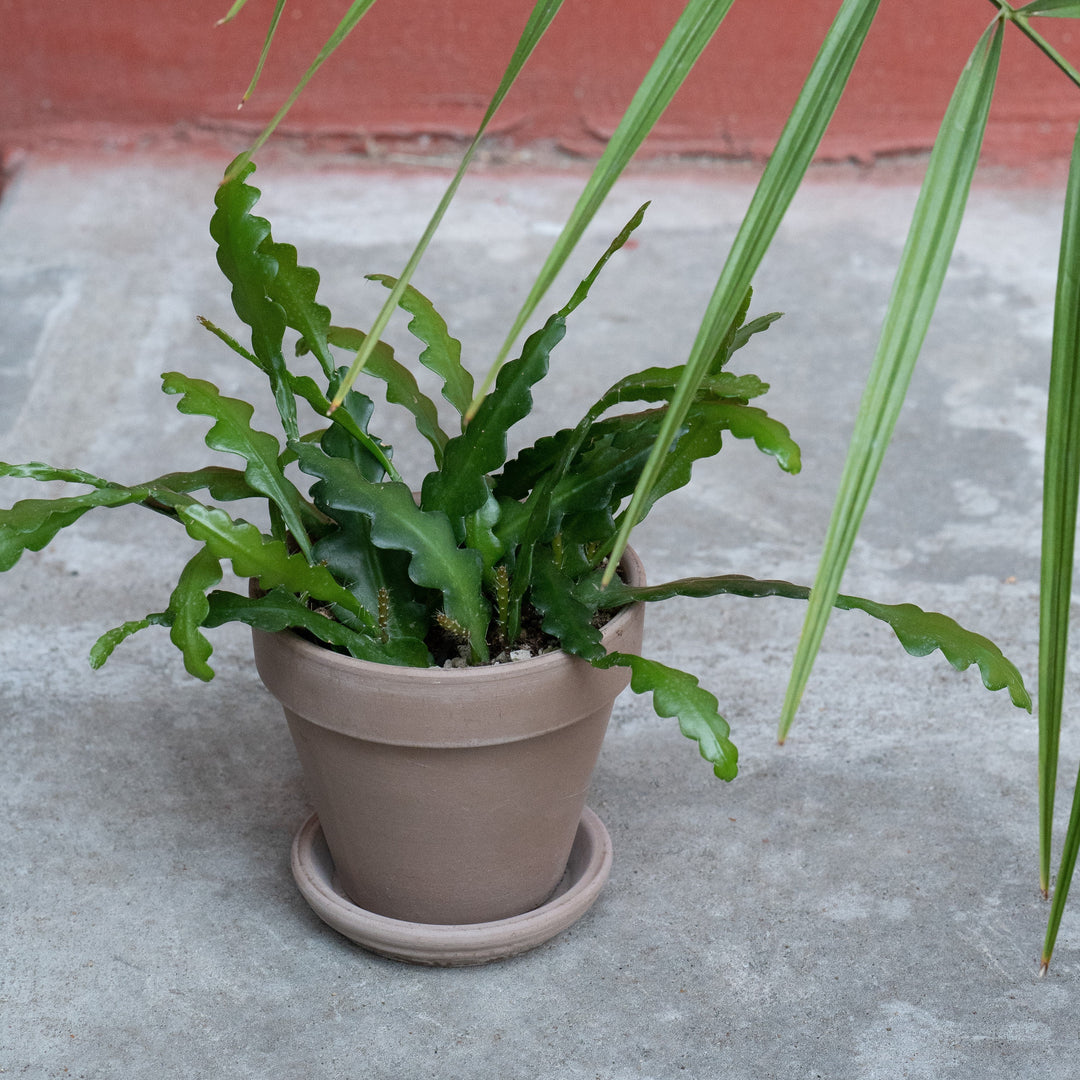 Epiphyllum anguliger ~ Monrovia® Fishbone Cactus-ServeScape