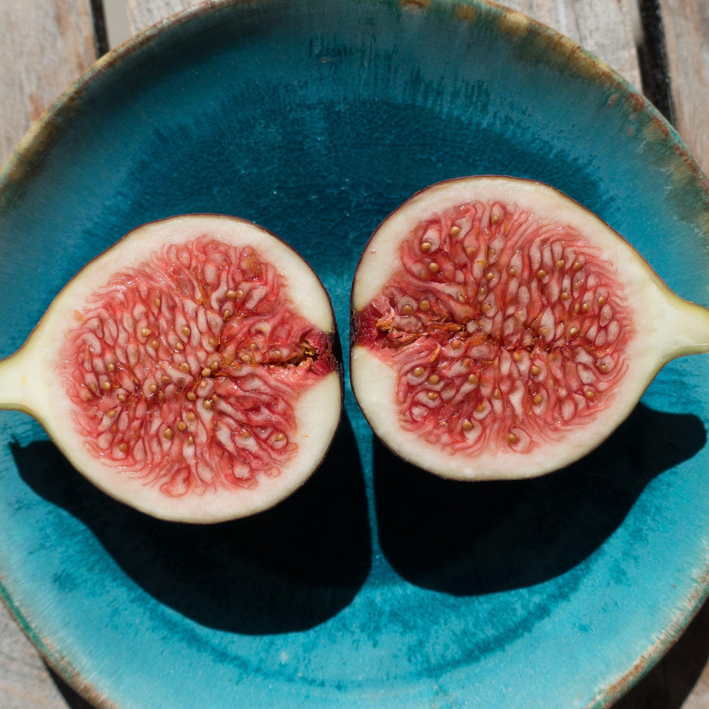 Ficus carica 'Black Jack' ~ Monrovia® Black Jack Fig-ServeScape