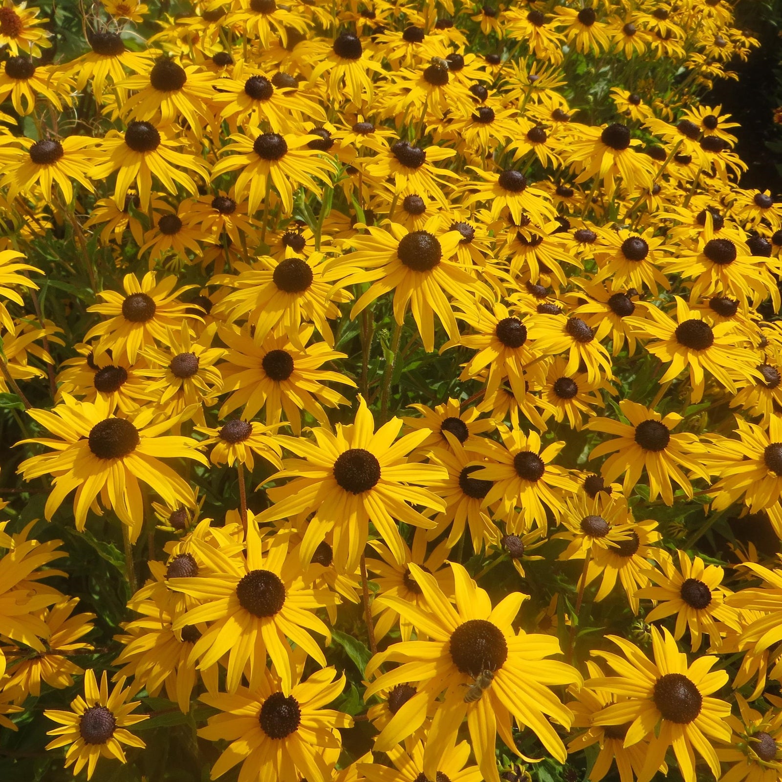Rudbeckia fulgida var. sullivantii 'Gold Blitz' ~ Gold Blitz Black-Eyed Susan-ServeScape