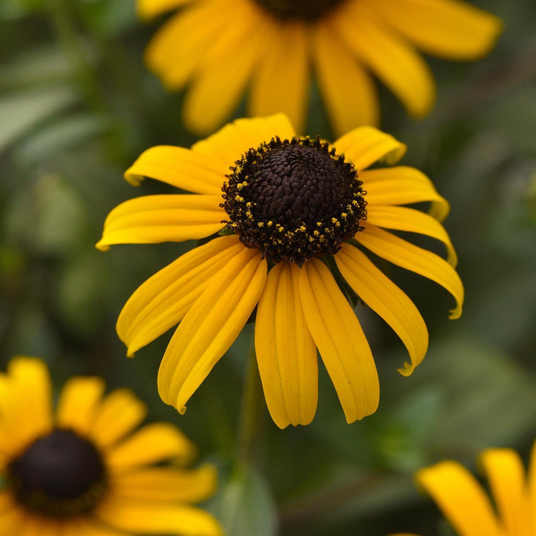 Rudbeckia fulgida var. sullivantii 'Gold Blitz' ~ Gold Blitz Black-Eyed Susan-ServeScape