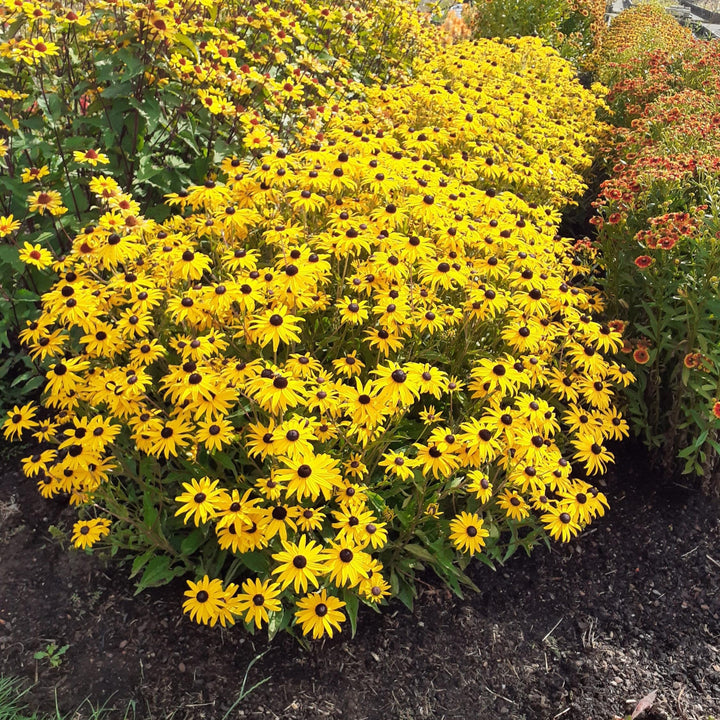Rudbeckia fulgida var. sullivantii 'Gold Blitz' ~ Gold Blitz Black-Eyed Susan-ServeScape