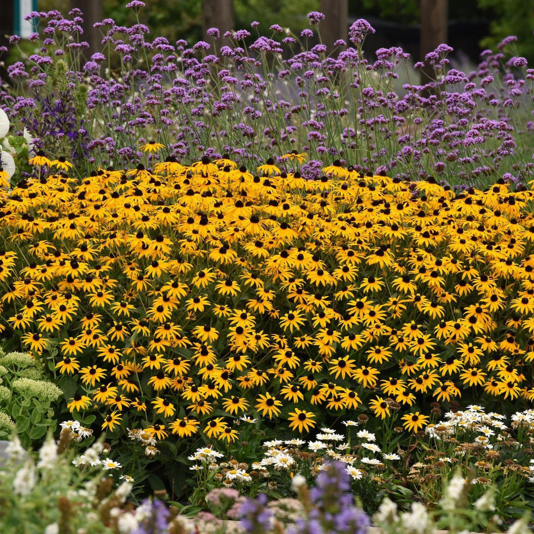 Rudbeckia fulgida var. sullivantii 'Gold Blitz' ~ Gold Blitz Black-Eyed Susan-ServeScape