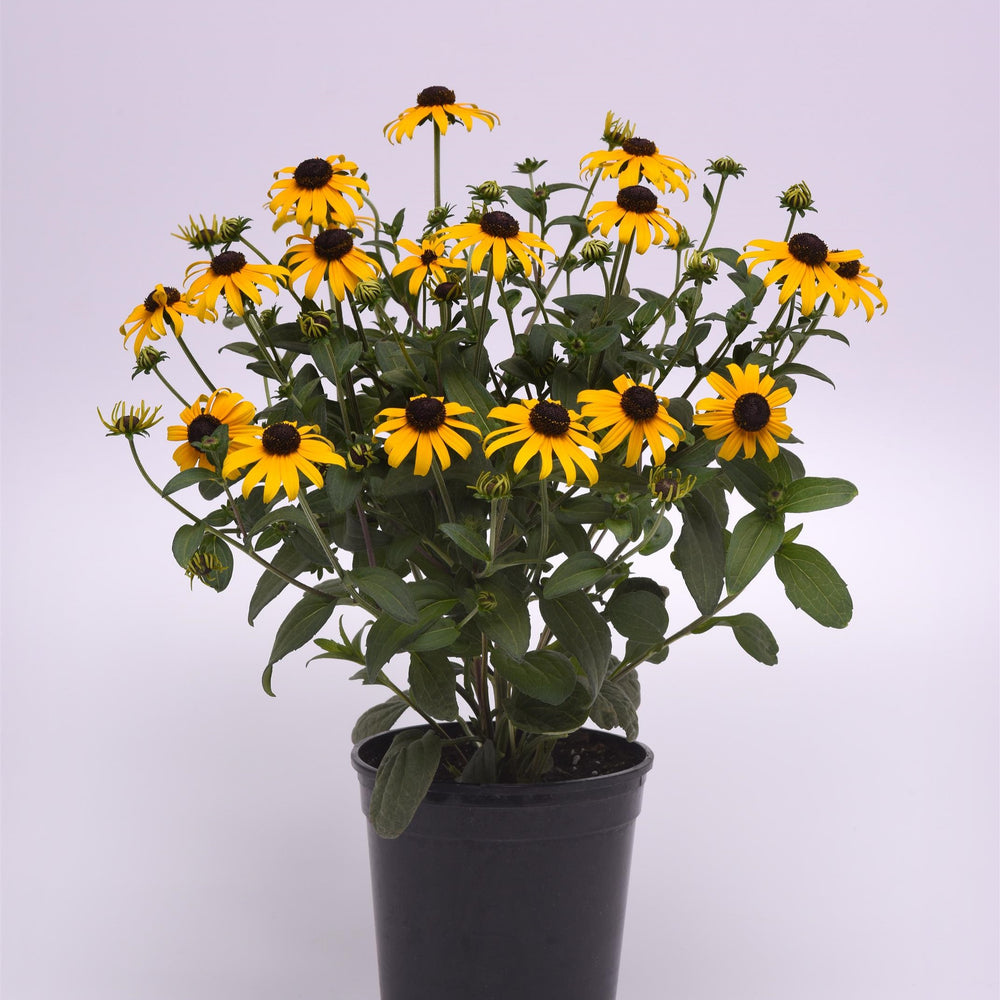 Rudbeckia fulgida var. sullivantii 'Gold Blitz' ~ Gold Blitz Black-Eyed Susan-ServeScape