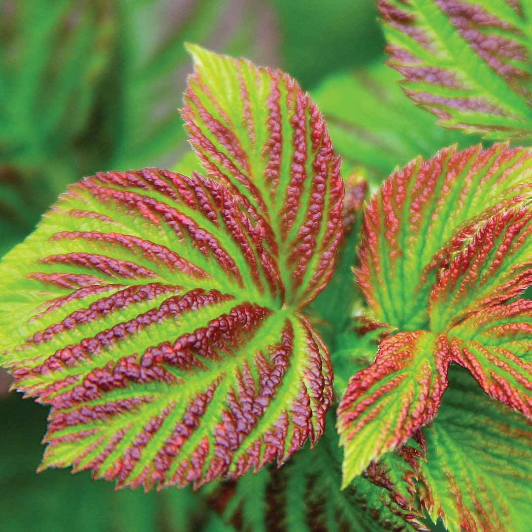 Rubus idaeus 'NR7' ~ Shortcake® Raspberry-ServeScape