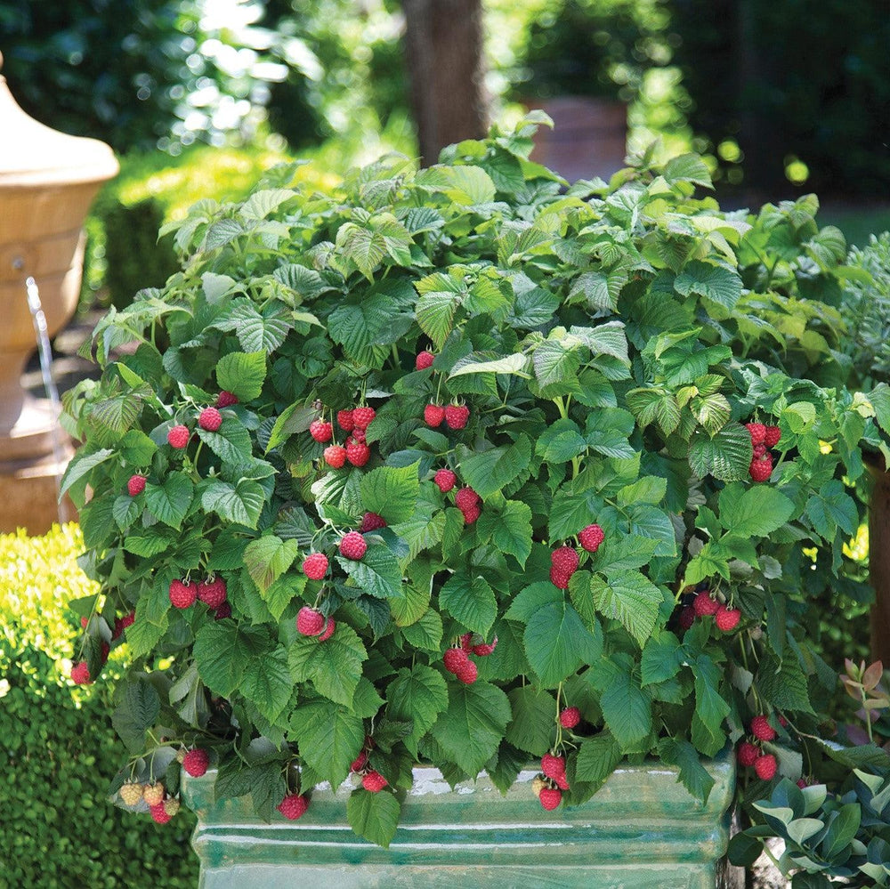 Rubus idaeus 'NR7' ~ Shortcake® Raspberry-ServeScape