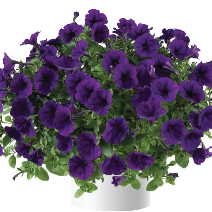 Petunia x 'Ray Blue' ~ Ray™ Blue Petunia-ServeScape