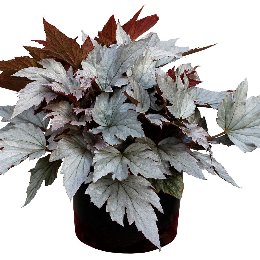Begonia 'Silver Bells' ~ Monrovia® Holiday™ Silver Bells Begonia-ServeScape