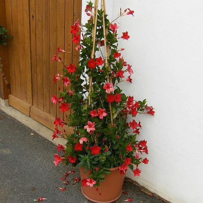 Mandevilla sp~ Rocktrumpet, Mandevilla Vine, Red-ServeScape