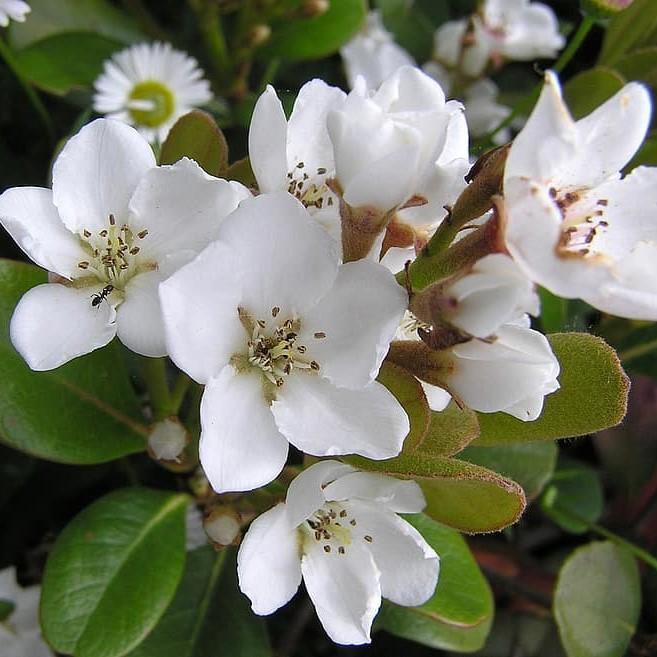 Rhaphiolepis x delacourii 'Corleyscourii' ~ Monrovia® Snowcap® Indian Hawthorn-ServeScape