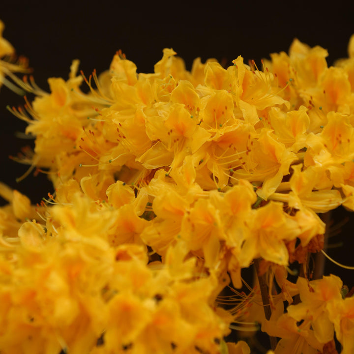 Rhododendron 'Aromi Sunrise' ~ Aromi Sunrise Native Azalea-ServeScape