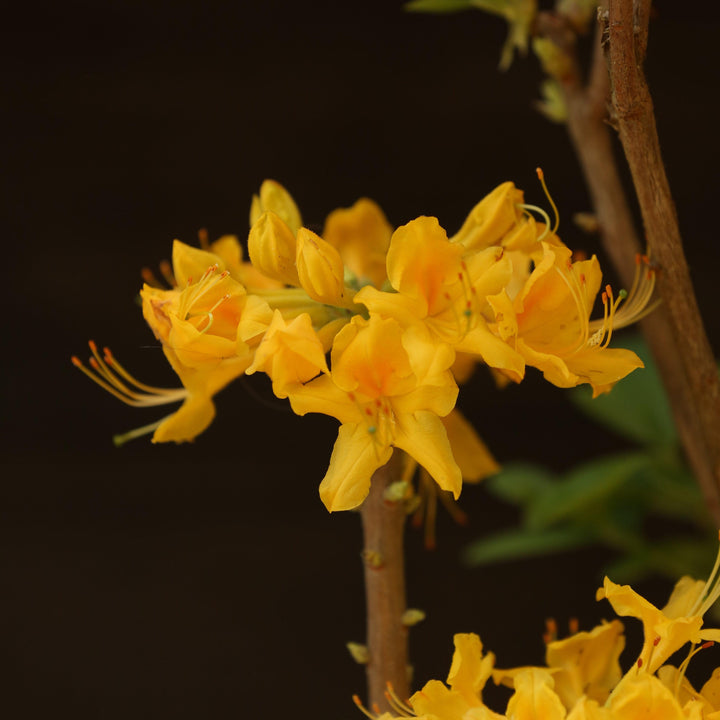 Rhododendron 'Aromi Sunrise' ~ Aromi Sunrise Native Azalea-ServeScape