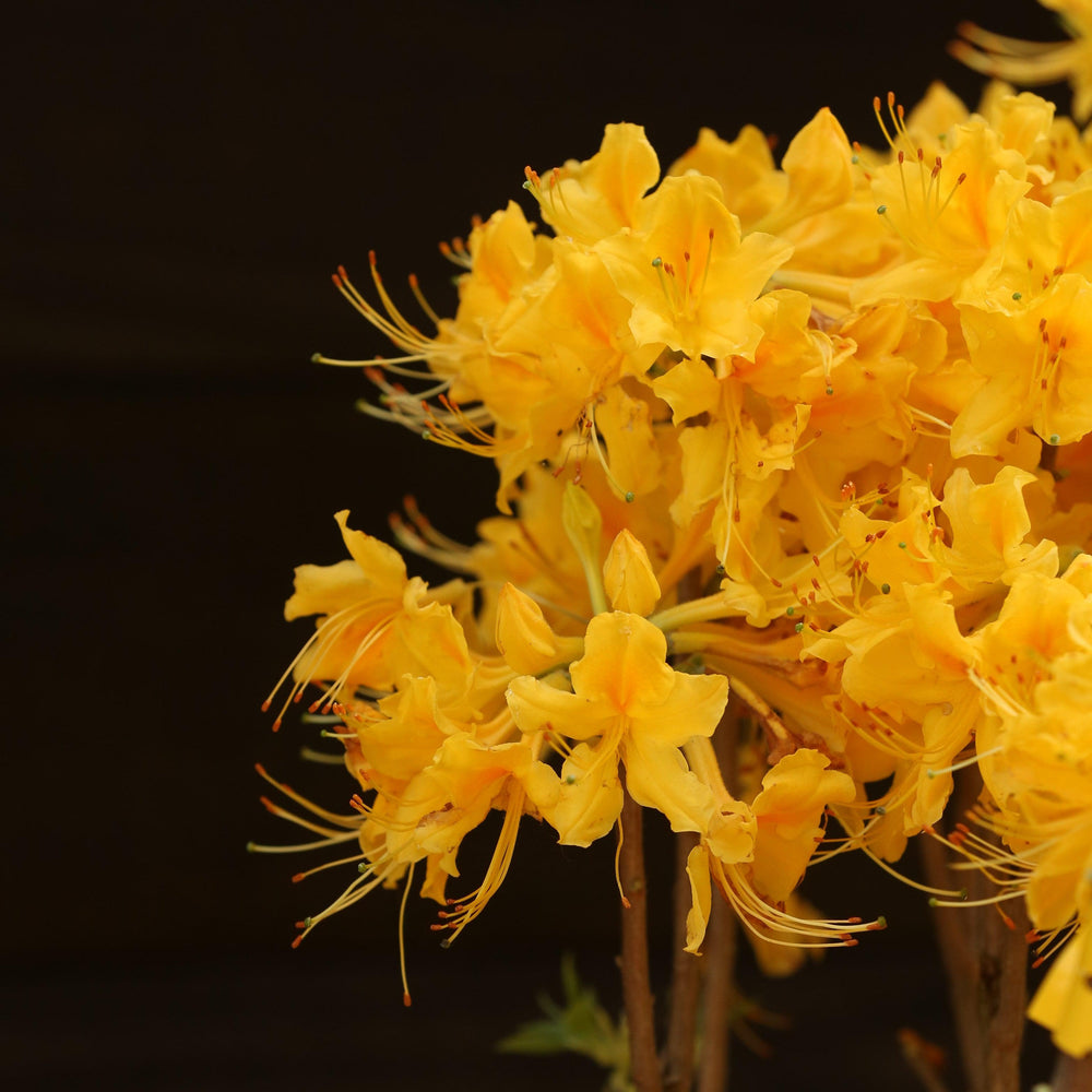 Rhododendron 'Aromi Sunrise' ~ Aromi Sunrise Native Azalea-ServeScape