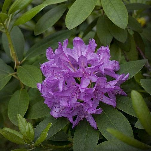 Rhododendron catawbiense 'Boursault' ~ Boursault Catawba Rhododendron-ServeScape