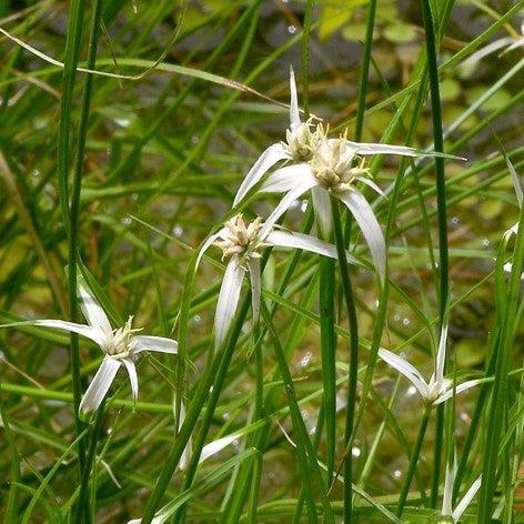 Rhynchospora colorata ~ Starrush Whitetop-ServeScape