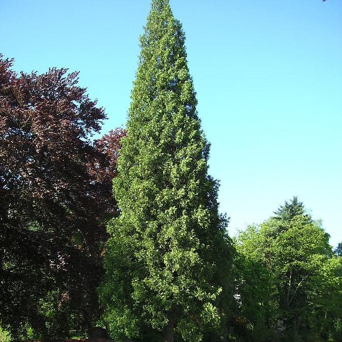 Thuja 'Attapulgus’ ~ Titan® Western Cedar-ServeScape